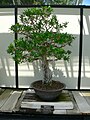 Punica granatum bonsai