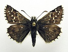 Alpine Grizzled Skipper - Wikipedia, the free encyclope