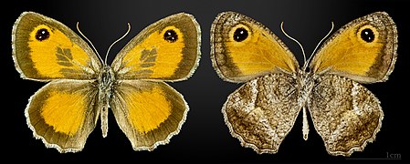 Pyronia cecilia