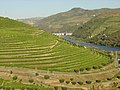 Vignobles de la vallée du Haut Douro