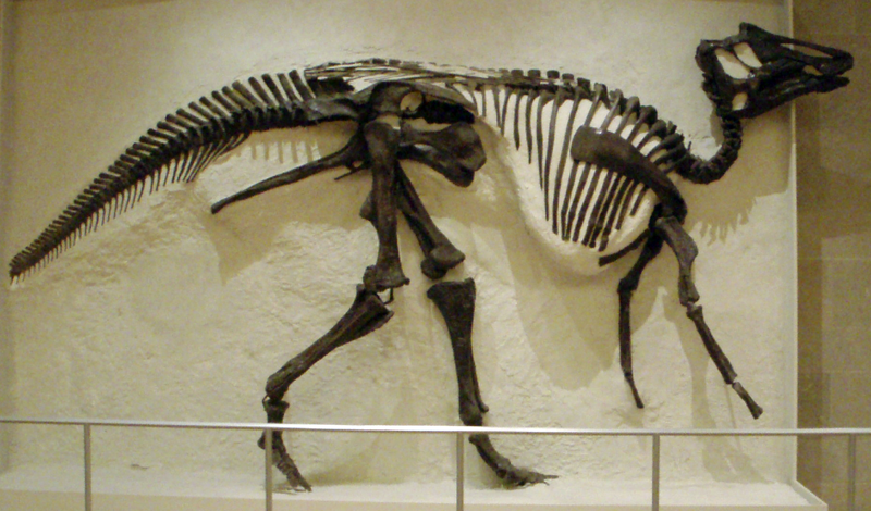 Hadrosaur