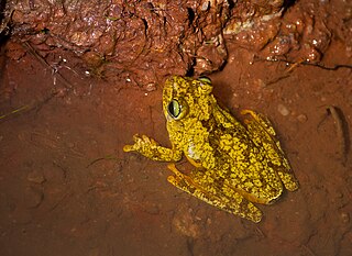 Emerald-eyed tree frog