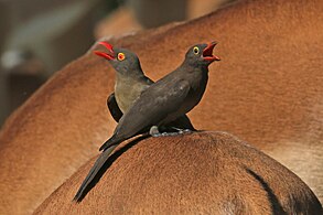 adulto (L) sub-adulto (R) em impala