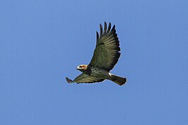 Afrikaanse roodstaartbuizerd