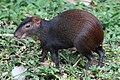 red-rumped agouti