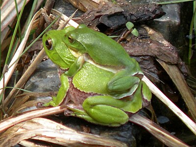 Rhacophorus schlegelii