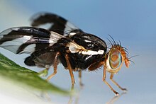 Rhagoletis pomonella, the hawthorn fly, appears to be in the process of sympatric speciation. Rhagoletis pomonella.jpg