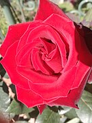 Rosa Rossa, dalla terrazza di Palazzo Fineschi Sergardi, Siena