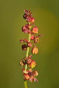 Inflorescence de Rumex thyrsiflorus. (définition réelle 4 000 × 6 000)