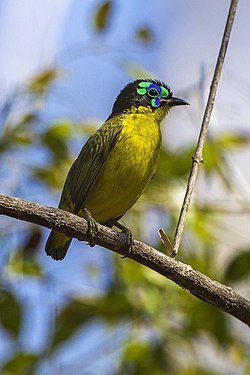 Grænstássi (Philepitta castanea)