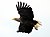 Seeadler