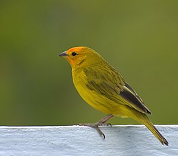 Sáfránypinty (Sicalis flaveola)