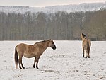 Hägnet för Sorraiaponnyer