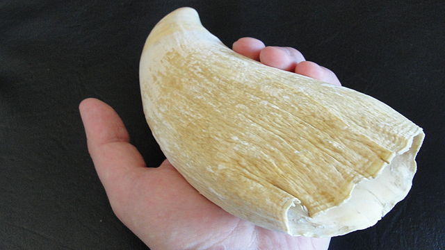 Tooth of a Sperm Whale in a Hand by Lord Mountbatten