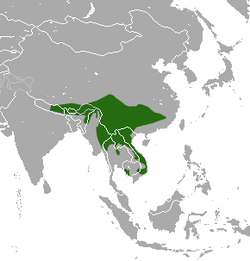 Distribución del Linsang manchado