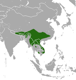 Мапа поширення виду Prionodon pardicolor