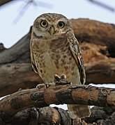 A spotted owlet on a branch