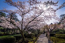 Blooming trees of Cherry blossom in Japan Spring season in Kanazawa City, Ishikawa Prefecture; April 2017 (15).jpg