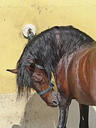 Un cheval marron et noir se gratte l'avant-bras avec ses dents