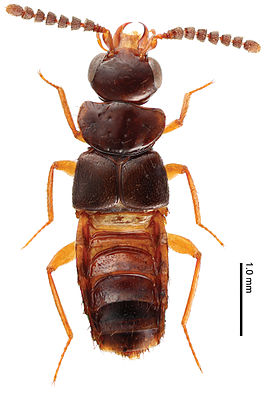 Tetrasticta