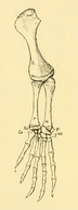 The Osteology of the Reptiles-192 iuyhgh jhg hg rty ty.png