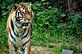 Tiger Hunting (134924365).jpeg