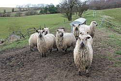 Moutons teeswater.