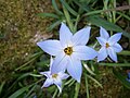 Ipheion uniflorum 'Wisley Blue'