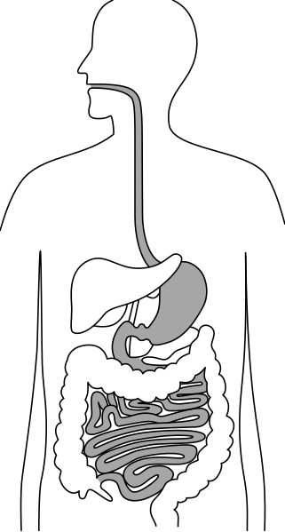 File:Upper gastrointestinal tract.svg - Wikimedi