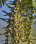 Cones masculinos (ou de "pólen")