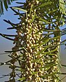 Pollen (or "male") cones