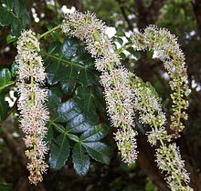 Weinmannia tinctoria flowers.JPG