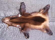 Wolverine fur-skin.jpg