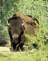 Nationalpark Wood Buffalo