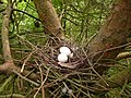 Hnízdo s vejci v přírodě