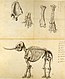 Working sketch of the mastodon rembrandt peale.jpg