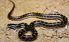 Description de l'image Yellow spotted wolf snake Lycodon flavomaculatus by Ashahar Khan Amravati.jpg.