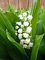 1 avril 2011 C'est le mois du muguet !