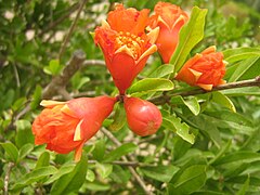 Flowers of P. granatum