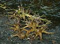 Apinagia longifolia