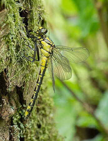 春蜓（Gomphus vulgatissimus），攝於德國黑森州。