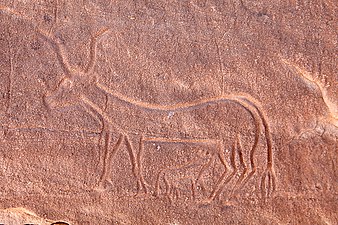 Engraving of a cow suckling its calf