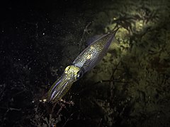 Ebakalmaarlane Alloteuthis subulata