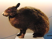 Amami rabbit Stuffed specimen.jpg