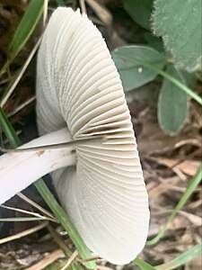 Amanita vaginata var. alba-ren orriak
