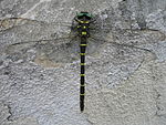 Siebold's dragonfly Anotogaster sieboldii on wall.jpg