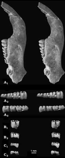 Miniatura per Apeomyoides savagei