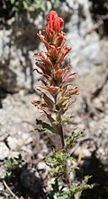 Кисть Applegate Castilleja applegatei flowerhead-and-wavy leaves.jpg