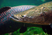 Arapaima-Porträt. Keilförmiger Fischkopf mit flachem, breitem Maul, weit vorne liegendem Auge und Knochenplatten vor dem Kiemendeckel.