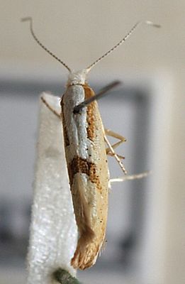 Argyresthia semitestacella